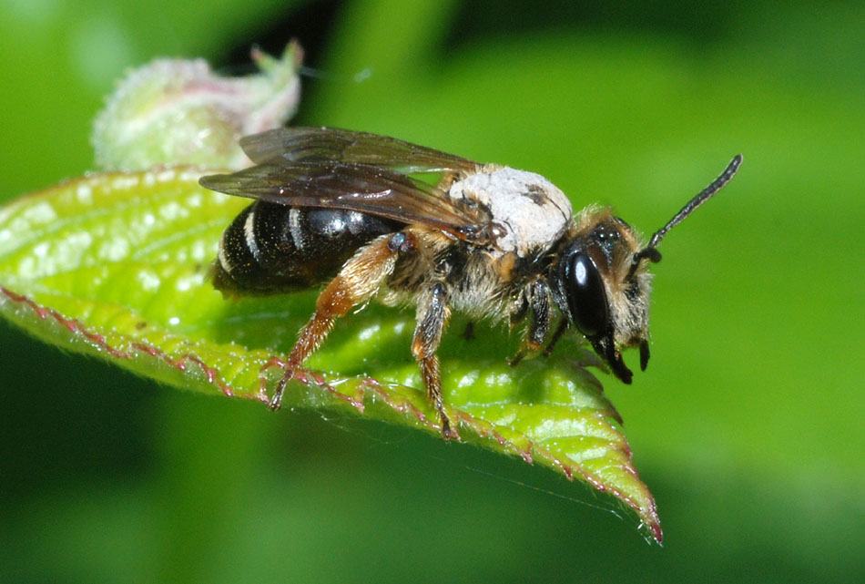 femmina di Andrena sp. sporca di fango